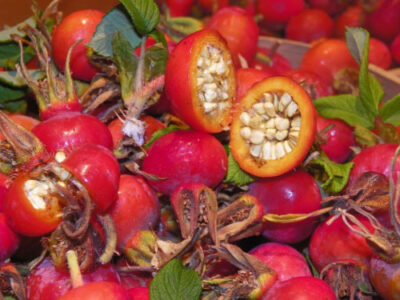 The Herbal Artist: When and How to Harvest Herbs from Garden Image